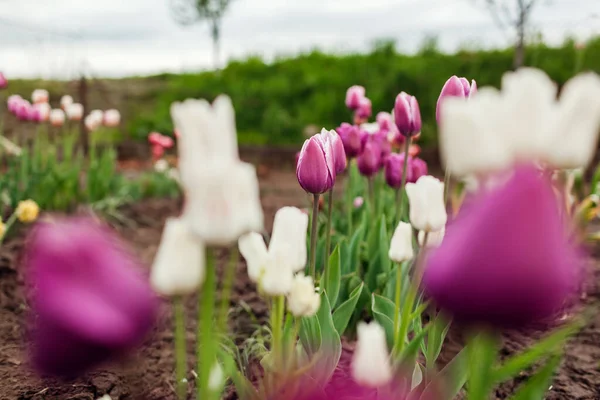 Close up of pink tulips growing in spring garden. Negrita and Candy club variety. Flowers blooming outdoors in may — Stock Photo, Image