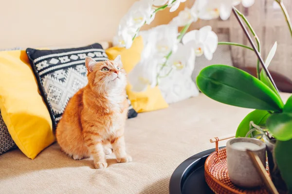 Chat roux regardant l'orchidée blanche en fleur fleurissant sur la table basse par une bougie. Maison décorée avec des fleurs. Intérieur — Photo