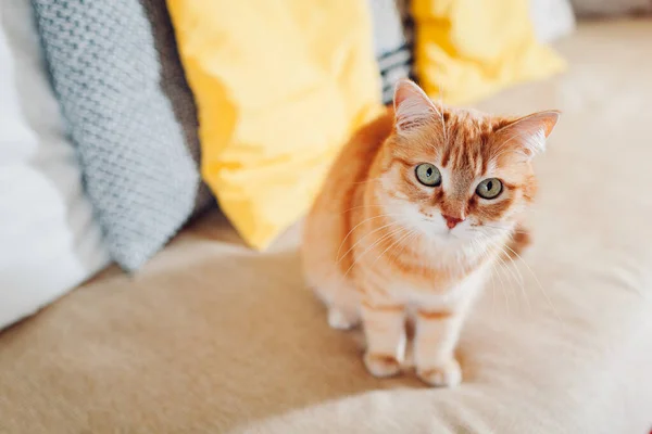 Ginger gato relaxante no sofá na sala de estar em casa. Pet olhando para a câmera — Fotografia de Stock