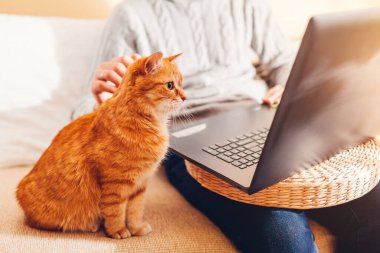 Working online from home with cat using computer. Man holding laptop sitting on couch by ginger pet looking at screen.