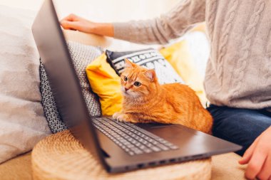 Working online from home with cat using computer. Man shows ginger pet film on laptop sitting on couch looking at screen