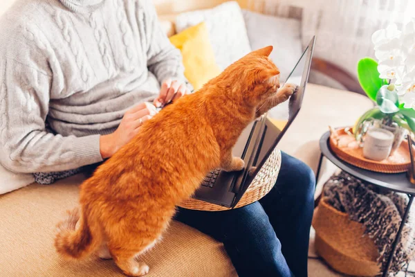 Homem trabalhando on-line de casa com animal de estimação usando laptop. Tela de toque de gato de gengibre com pata brincando com a imagem no computador. — Fotografia de Stock