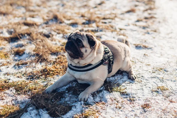 Pug dog lying relaxing on grass covered with snow outdoors. Puppy walking in winter park wearing harness — стоковое фото