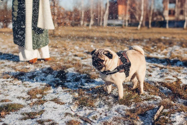 Mulher Cão Pug Andando Parque Inverno Nevado Brincando Com Animal — Fotografia de Stock