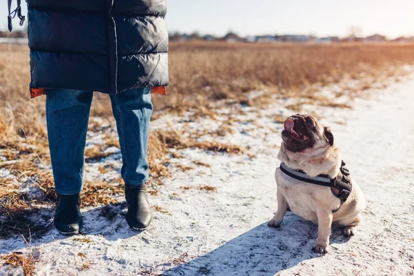 Master Walking Pug Dog Snowy Winter Park Pet Looking Woman — стоковое фото