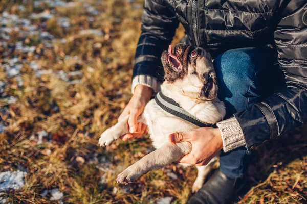Mann Spaziert Mops Hund Verschneiten Winterpark Herrchen Spielt Mit Haustier — Stockfoto
