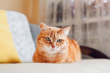 Ginger cat relaxing lying on couch by cushions in living room at home. Pet looking at camera. Close up