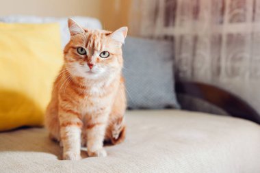 Ginger cat relaxing sitting on couch by cushions in living room at home. Pet looking at camera. Close up