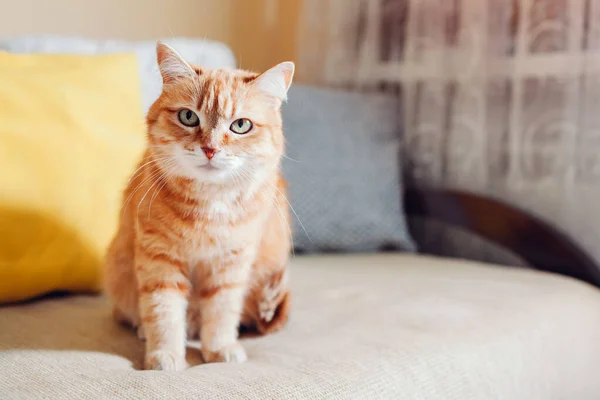 Ginger Gato Relaxante Sentado Sofá Por Almofadas Sala Estar Casa — Fotografia de Stock