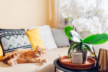 Kızıl kedi evdeki kanepede dinleniyor. Beyaz orkide sehpada mumla çiçek açıyor. Çiçekler ve bitkilerle süslenmiş bir ev. Oturma odasının içi..