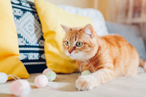 Ginger cat playing with Easter eggs at home. Pet having fun on couch. Spring holiday symbol. Funny curious animal relaxing