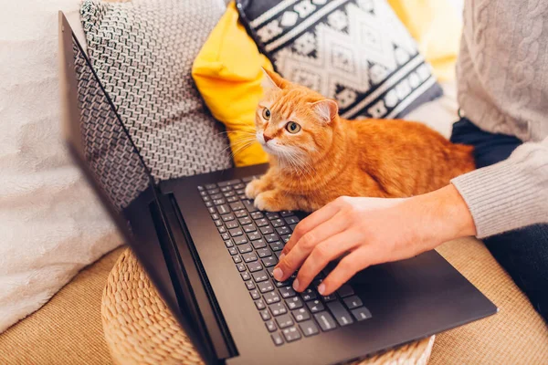 Curious ginger cat looking at screen of laptop while man working online from home sitting on couch with pet. Animal interested in device. Remote job