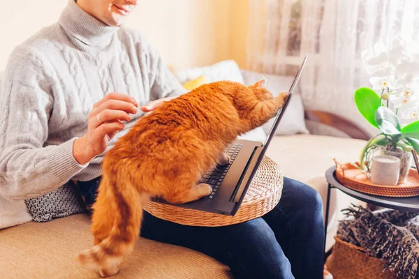 Человек Работает Онлайн Дома Домашним Животным Помощью Ноутбука Рыжая Кошка — стоковое фото