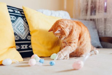 Kızıl kedi evde paskalya yumurtalarıyla oynuyor. Evcil hayvan kanepede eğleniyor. Bahar bayramı sembolü. Tuhaf, meraklı hayvan dinleniyor.