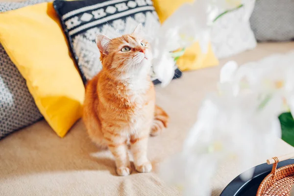 Ginger cat olhando para orquídea branca em flor florescendo na mesa de café. Casa decorada com flores. Interior — Fotografia de Stock