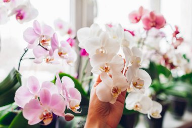 Woman enjoys orchid flowers on window sill. Girl taking care of home plants holding them in hands. White, purple Daydreamer, pink, yellow blooms. Successful growing clipart