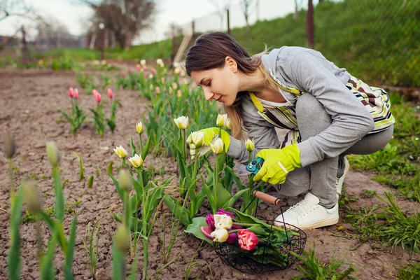 Садовник выбирает свежие тюльпаны, обрезанные черносливом, и нюхает их в весеннем саду. Счастливая женщина собирает цветы в корзину — стоковое фото