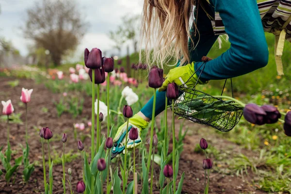 Gardener picking black purple tulips in spring garden. Woman cuts flowers off with secateurs holding basket — Stock Photo, Image