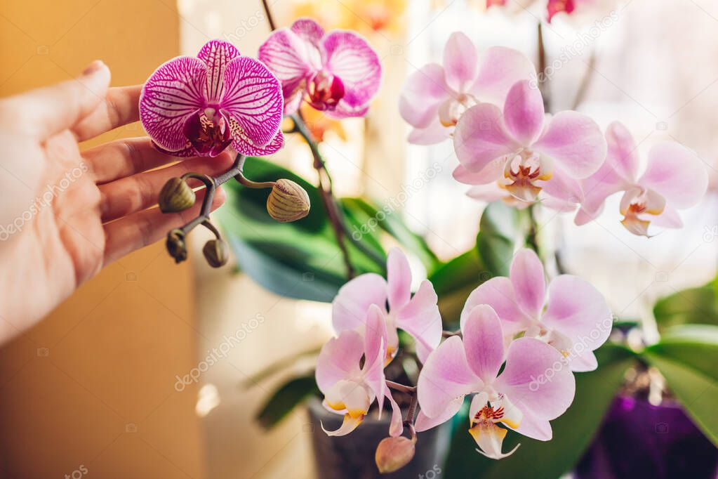 Woman enjoys orchid flowers on window sill. Girl taking care of home plants holding them in hands. White, purple Daydreamer, pink, yellow blooms. Successful growing