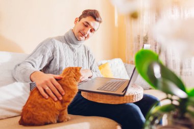 Evde bilgisayar kullanan bir kediyle çevrimiçi çalışmak. Dizüstü bilgisayarı olan bir adam, kanepede oturmuş, zencefilli bir hayvanın karşısında ekrana bakıyor. Videoyla ilgilenen meraklı hayvan