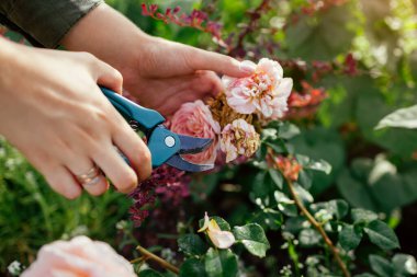 İngiliz gül kalçalarını yaz bahçesinde harcayan ölü kafalı bir kadın. Bahçıvan solmuş çiçekleri budayarak kesiyor. Austin 'den Abraham Darby Rose