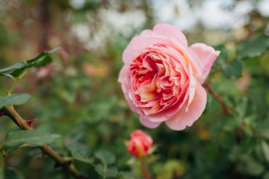 Yaz bahçesinde açan pembe gül Abraham Darby. İngiliz Austin seçmeli gül çiçekleri. Nostaljik şekil