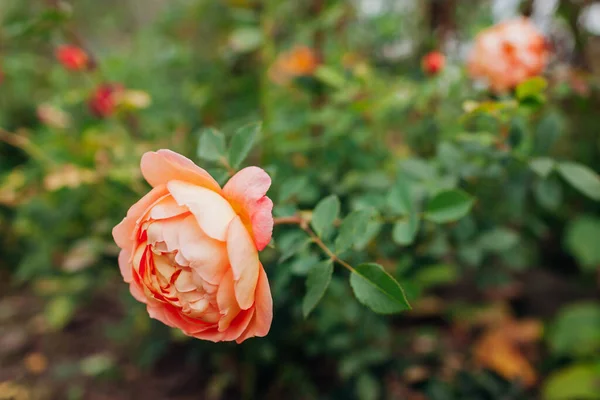 Pomarańczowy Łosoś Róża Pani Shalott Kwitnie Letnim Ogrodzie Angielski Austin — Zdjęcie stockowe