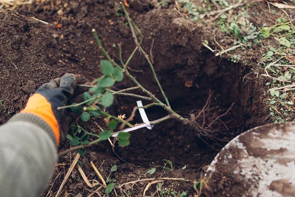 Gardener planting rose bush into soil outdoors using shovel tool. Spring fall garden work. Putting roots in hole