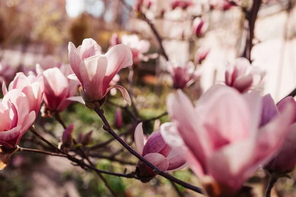 Kwiaty Magnolii Drzewo Kwitnące Różowymi Kwiatami Wiosennym Ogrodzie Kwitną Zachodzie — Zdjęcie stockowe