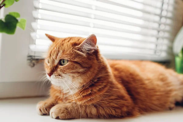 Ginger Gato Deitado Peitoril Janela Casa Pela Manhã Pet Relaxante — Fotografia de Stock