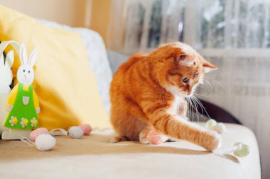 Evde paskalya yumurtalarıyla oynayan komik kızıl kedi. Evcil hayvan kanepede eğleniyor. Bahar tatili sembolü