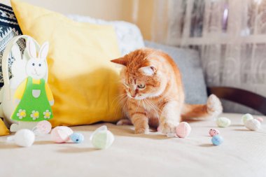 Evde paskalya yumurtalarıyla oynayan sevimli kızıl kedi. Evcil hayvan kanepede eğleniyor. Bahar tatili sembolü
