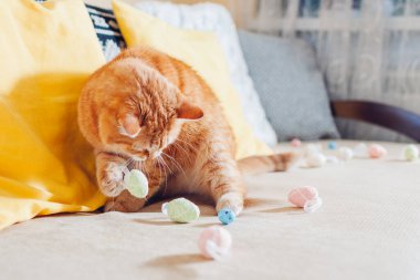 Evde paskalya yumurtalarıyla oynayan sevimli kızıl kedi. Evcil hayvan kanepede eğleniyor. Bahar tatili sembolü