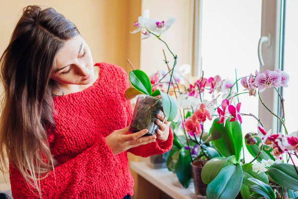 Женщина осматривает цветущие корни орхидеи, держа горшок с растением. Забота о здоровье домашних растений и цветов. — стоковое фото