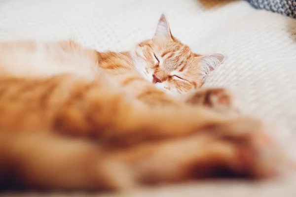 Ginger Cat Relaxing Couch White Blanket Pet Sleeping Home Cute — Stock Photo, Image