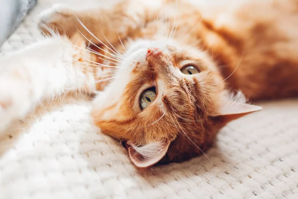 Ginger Cat Lying Blanket Upside Sleepy Pet Relaxing Feeling Comfortable — Stock Photo, Image
