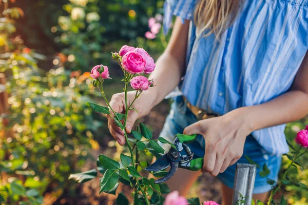 Садовник Собирает Цветы Летнем Саду Молодая Женщина Обрезает Розы Черносливом — стоковое фото
