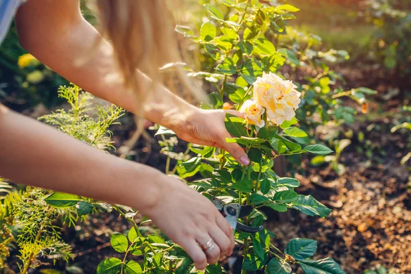 Jardinero Recogiendo Flores Jardín Verano Mujer Joven Cortando Rosas Con — Foto de Stock