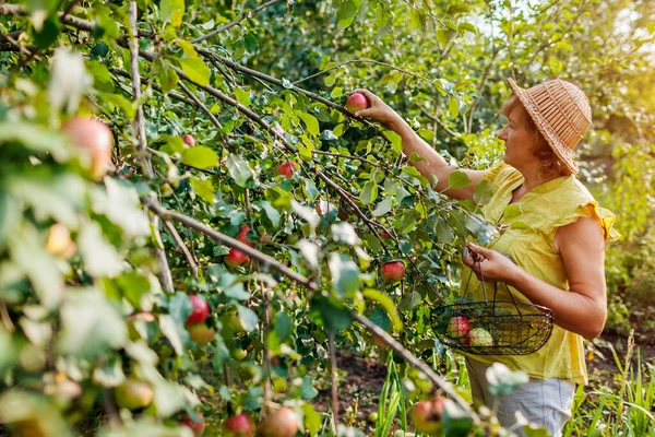 Starší Žena Sbírá Zralá Organická Jablka Letním Sadu Farmář Dává — Stock fotografie