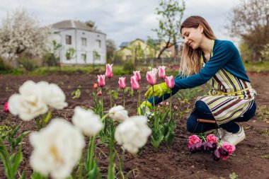 Genç bahçıvan bahar bahçesinde pembe lale çiçeği topluyor. Kadın çiçekleri metal sepete koyar. Peyzaj
