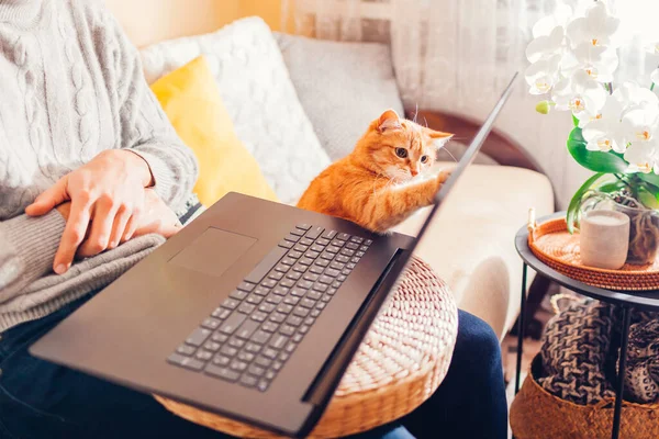 Curious ginger cat touching screen of laptop while man working online from home with pet. Remote job — Stock Photo, Image