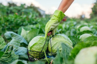 Yaz bahçesinde lahana topluyor sebze hasadını sepete koyuyor. Bahçıvan organik sağlıklı yiyecekler topluyor.