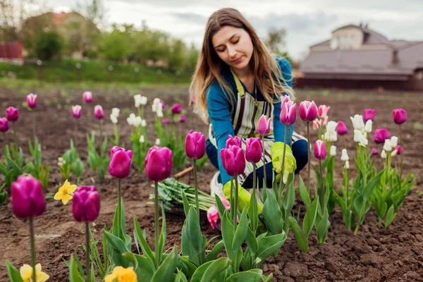 Joven jardinero recoge flores de tulipanes rosa púrpura en el jardín de primavera. Mujer pone flores en la cesta cosechando plantas bulbo —  Fotos de Stock