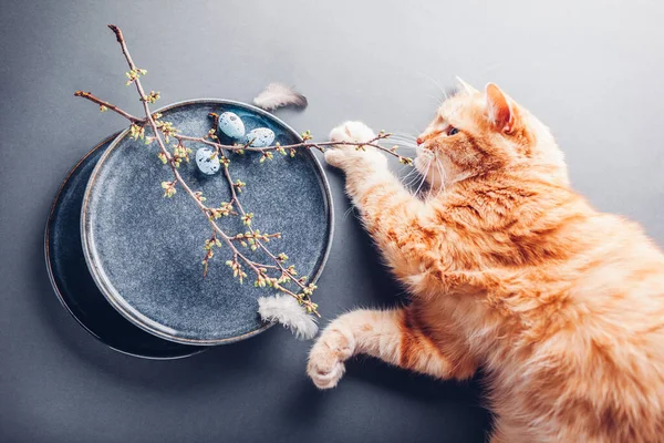 Chat jouant avec des œufs de Pâques sur des plats décorés de plumes et de branches de printemps. Plaque céramique sur fond gris. — Photo