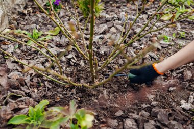 Bahçıvanın el çatalıyla gül bahçesinin etrafındaki toprağı gevşetmesi. Aletlerle çalılara bakıyorum. Açık havada ilkbahar işi