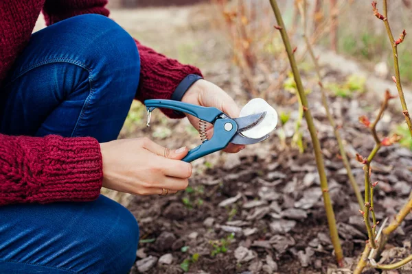 Bahçıvanlık sezonu için hazırlık aleti. Bahçıvan, bahar bahçesinde pamuk pedi kullanarak budanmadan önce budama makinesini dezenfekte eder. Hastalıkların yayılmasını önlemek