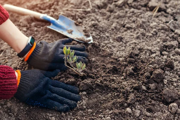 Lavanta tohumlarını toprağa naklediyorum. Bahçıvan bahar bahçesinde kürek kullanarak toprağa taze lahanalar eker. Açık havada hobi