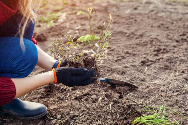 Lavanta tohumlarını toprağa naklediyorum. Bahçıvan bahar bahçesinde kürek kullanarak toprağa taze lahanalar eker. Açık havada ilkbahar işi