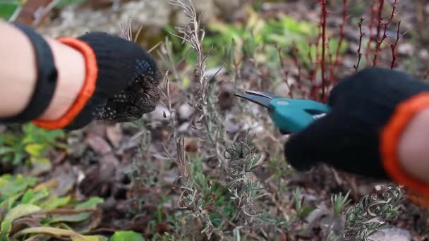 Pruning dry lavender tips after winter in spring garden using secateur. Gardener taking care of plants outdoor — Stock Video