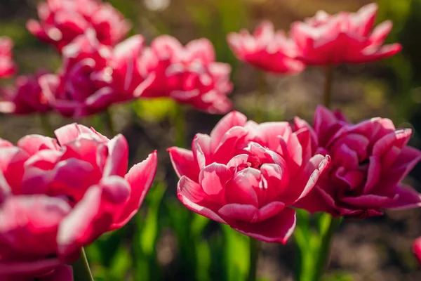 Close up of pink peony tulips with white edge growing in spring garden. Columbus variety. Flowers blooming outdoors — Stock Photo, Image